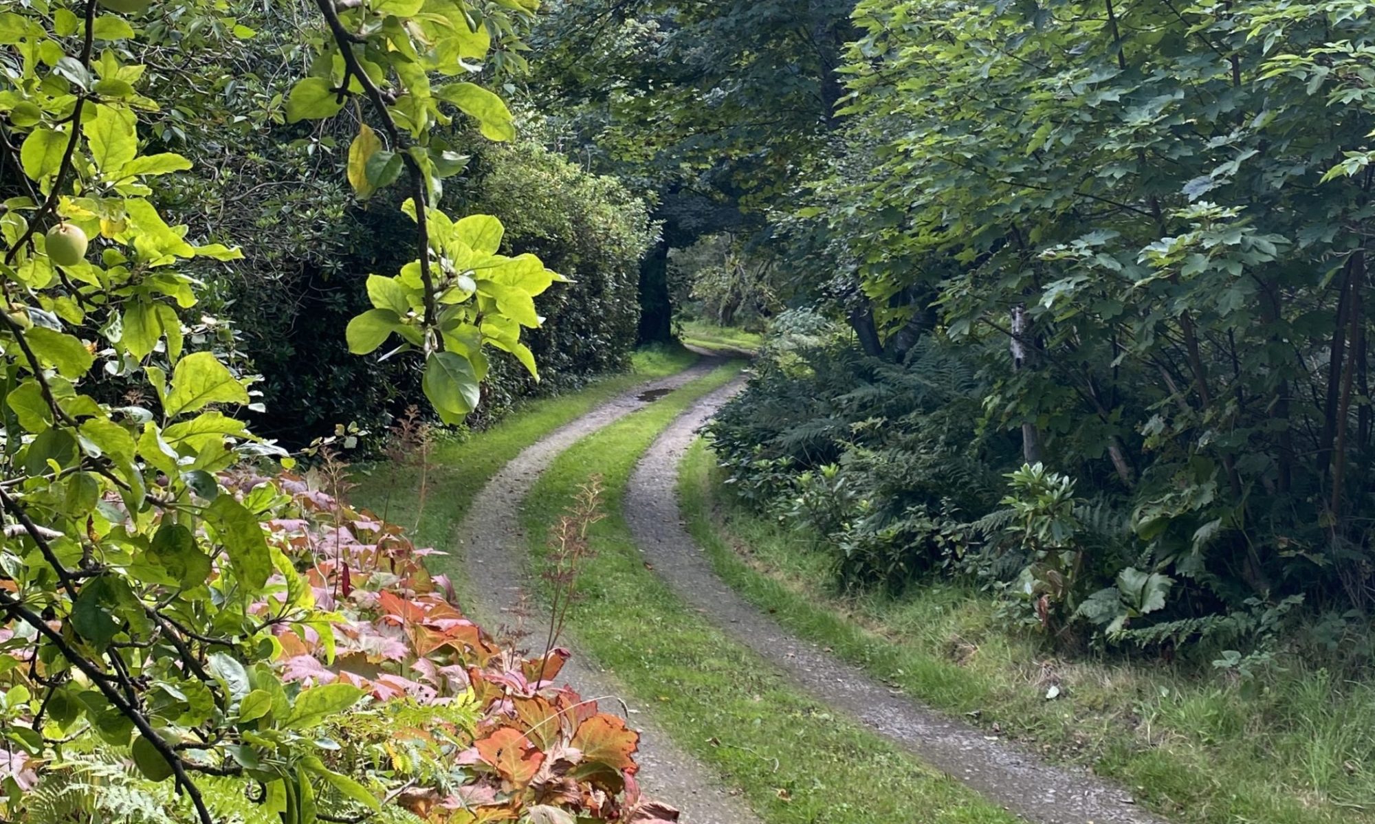 leafy lane